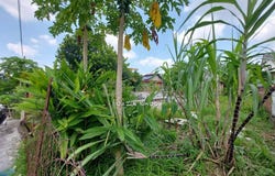 Kampung Tawas, Ipoh, Kinta, Perak