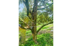 Kalumpang 44000 Kerling Selangor, Kerling, Selangor 44000