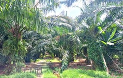 Mukim Bandar, Kuala Langat, Selangor 42500