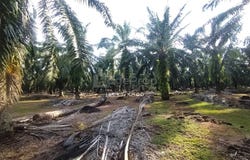 Banting, Selangor 42700