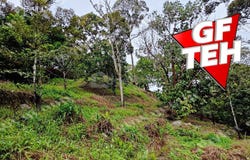 Balik Pulau, Penang 11000