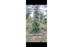 Banting, Selangor 42700