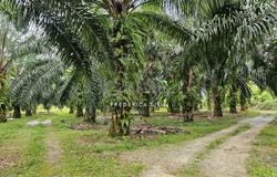 Ipoh, Perak
