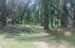 Sega, Pahang