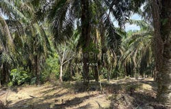sungai siput, Kuala Kangsar, Perak 31100