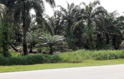 Pekan Nanas, Johor 81500
