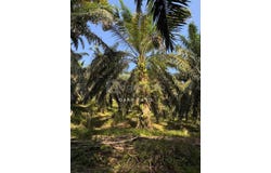 sungai siput, Kuala Kangsar, Perak 31100