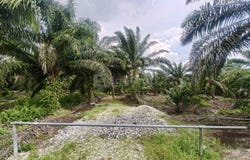 Pontian, Pontian, Johor 82000