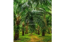 Manjung, Perak 32000
