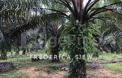 Batu Gajah, Perak 31550