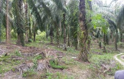 Parit, Perak 32800