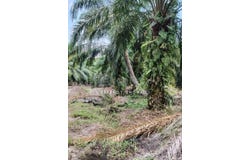 Muar, Johor 84000
