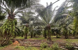 Pendang, Kedah 6700