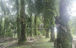 Batu Gajah, Perak 31550