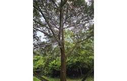 KUALA KANGSAR, Kuala Kangsar, Perak 33000