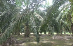 Taiping, Perak 0