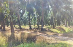 Jalan Telok Mengkuang 42500 Klang, Selangor Malaysia, Klang, Selangor 42500