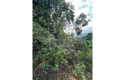 Bentong, Pahang 0