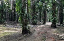 Kuala Selangor, Selangor 45600