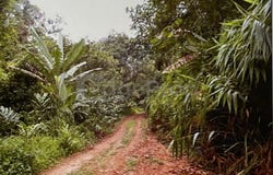 Sega, Pahang 27600