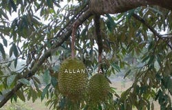 Karak, Pahang 28600