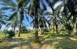Persiaran Mahkota, Banting, Selangor 42700