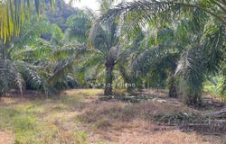 Kuala Kangsar, Perak 31100