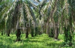Kampong Gajah, Perak 36800
