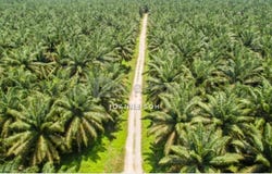 Manjung, Perak 32000