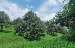 Batang Kali, Selangor 44300