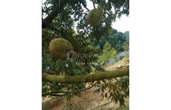 Raub, Pahang 26700