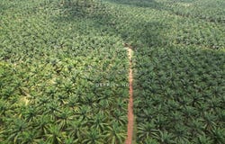 Sungai Petani, Kedah 8000