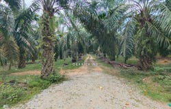 Kuala Muda, Kedah 08300