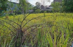 Beranang, Selangor, Semenyih, Selangor 0