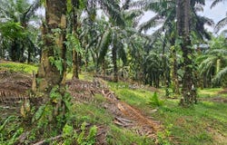 Batu Gajah, Perak 31560