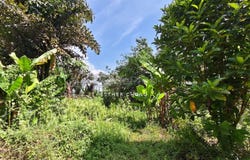Kluang, Johor 86000