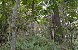 Bandar Puncak Alam, Selangor