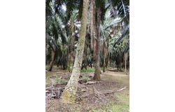 Kuala Langat, Selangor 42700