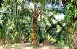 Batu Gajah, Perak