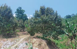 Bentong, Pahang 28700