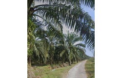 Taiping, Perak 34010