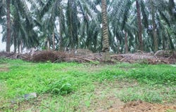 Beruas, Perak 32700