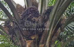 Siputeh, Batu Gajah, Perak 31550