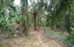 Paya Rumput, Melaka 76450