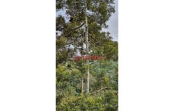 Bentong, Pahang 28700
