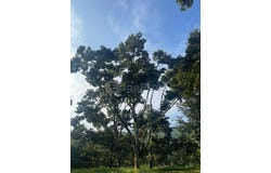 Jementah, Johor 85200
