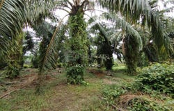 Banting, Selangor 42700
