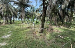 Beruas, Perak 32700