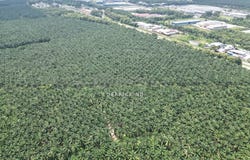 Gurun, Kedah 8300