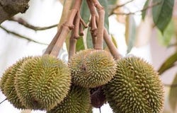 Bentong, Pahang 28700